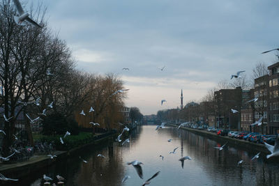 Birds flying over canal in city