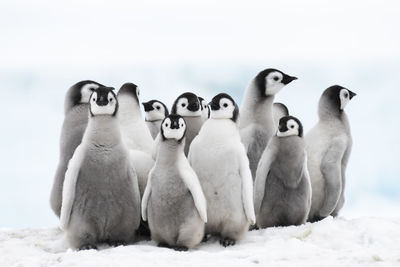 View of birds in snow