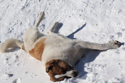 Dog lying on snow covered field