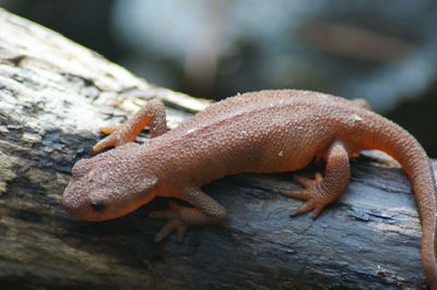 Salamander