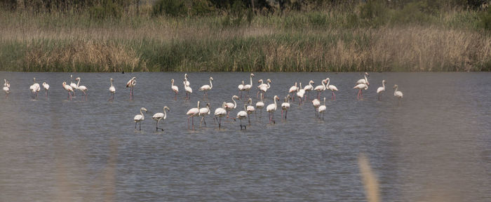 View of birds on beach