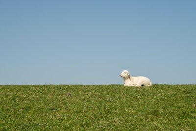 View of sheep on grassy field against clear sky