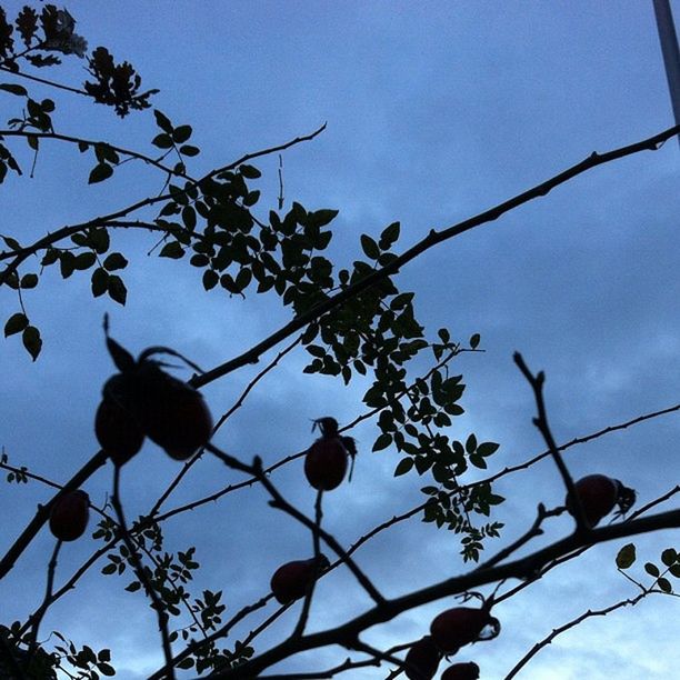 low angle view, branch, tree, sky, growth, nature, clear sky, hanging, blue, silhouette, leaf, street light, outdoors, twig, fruit, lighting equipment, day, no people, high section, freshness