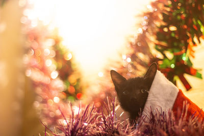 Selective focus of a cute tabby kitten sitting in front of christmas decorations and looking down
