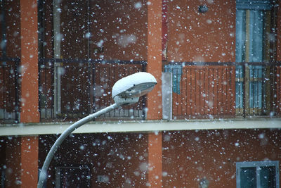 View of birds in winter