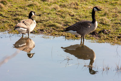 Ducks on a lake