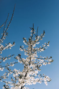 Low angle view of cherry blossoms against clear blue sky