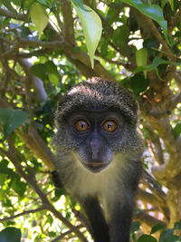 Portrait of a monkey