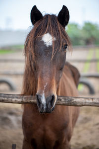 Portrait of horse in ranch