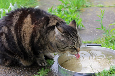 Close-up of a cat drinking water