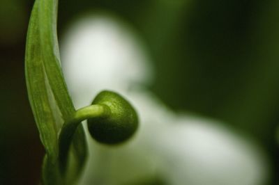 Close-up of green plant