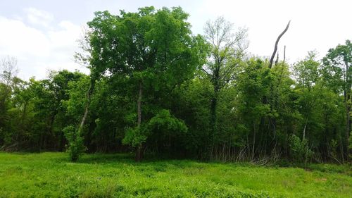 Scenic view of forest against sky