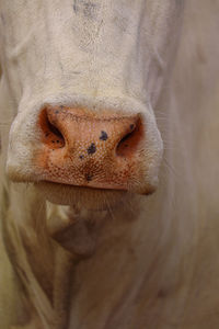 Close-up of cow