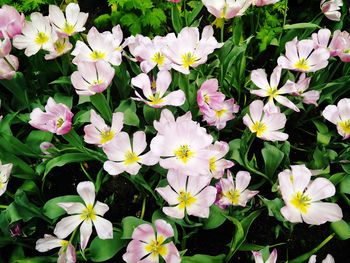 Close-up of white flowering plants