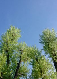 Low angle view of trees against clear blue sky