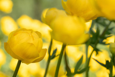 Close-up of yellow kullero flower