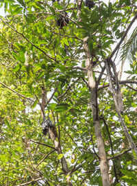 Low angle view of bird on tree