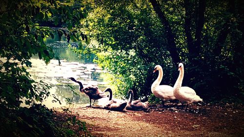 Ducks on lakeshore