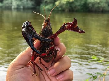 Close-up of hand holding a crab