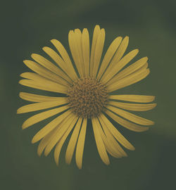 Close-up of yellow flowers