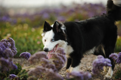 Close-up of dog against purple flowers