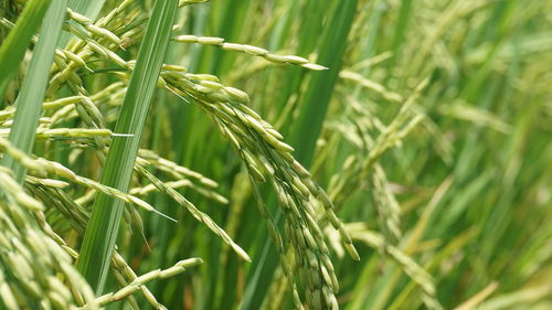 Close-up of wheat growing on field