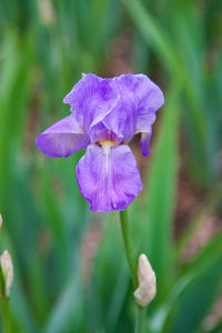 Close-up of purple flowering plant