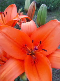 Close-up of orange day lily blooming outdoors