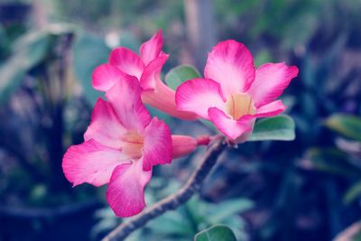 Close-up of pink flowering plant
