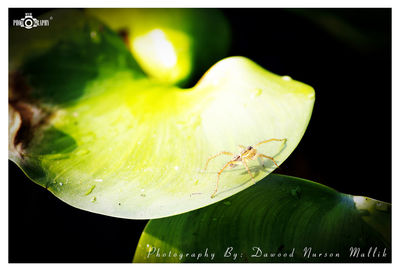 Close-up of insect on leaves