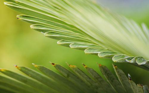 Close-up of fresh green palm leaves