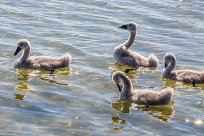 View of ducks in lake