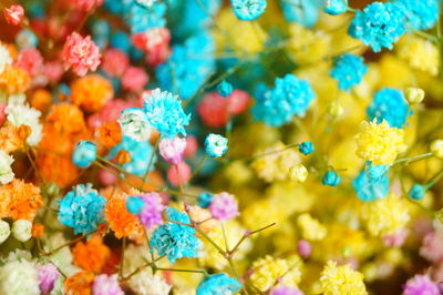 Full frame shot of multi colored flowering plants