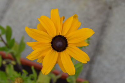 Close-up of yellow flower