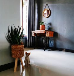 Potted plant on table at home