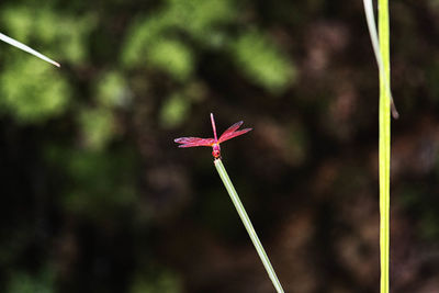 Close-up of red flower