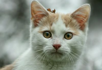 Close-up portrait of cat