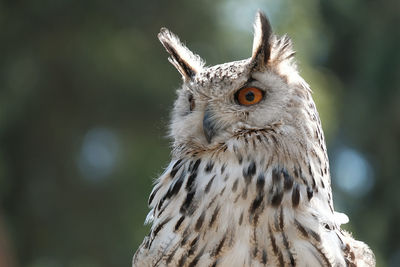 Close-up of owl in forest