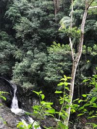 Plants and trees in forest