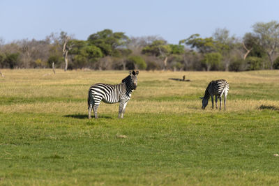 View of zebras on field