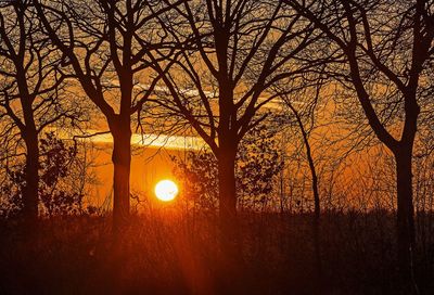 Silhouette trees in forest during sunset