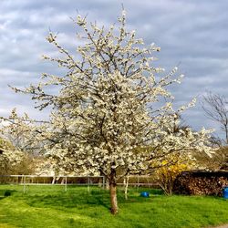 Cherry blossoms on field against sky