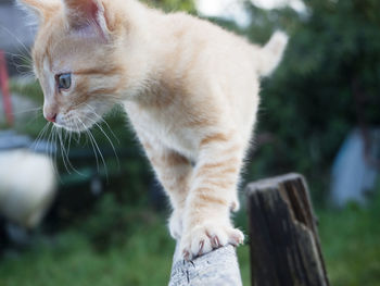 Close-up of kitten walking on wooden railing