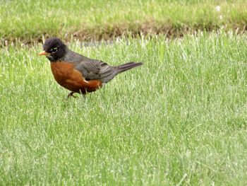 Side view of a bird on grass