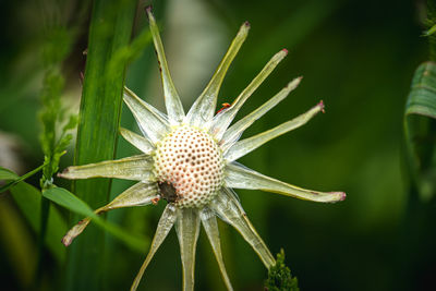 Close-up of white flower