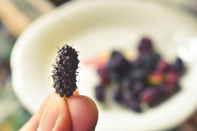 Close-up of person holding mulberry fruit