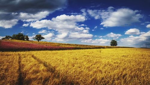 Scenic view of field against sky