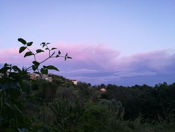 Plants against sky