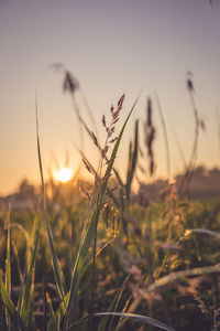 Close-up of stalks against sunset