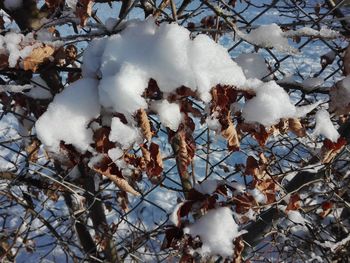 Close-up of snow covered tree on field during winter